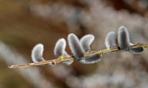 Palmsonntag – Der feierliche Auftakt der Karwoche