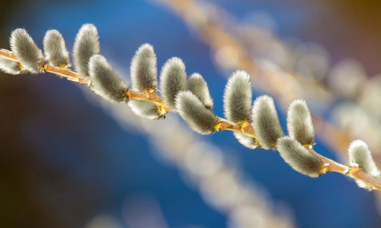 Palmsonntag: Der Beginn der Karwoche