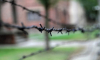 Auschwitz: Nie wieder!