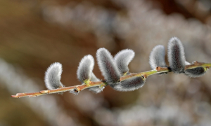 Palmsonntag: Der Beginn der Karwoche