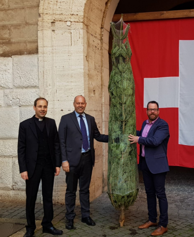 Die drei Meter hohe Tanne wird den Festsaal der Schweizer Garde weihnachtlich schmücken.